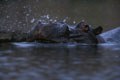 Sur un point d'eau prés d'Olifant's River. mammiferes afrique hippopotame 